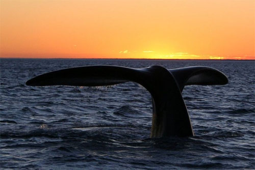 Southern Right Whale 
