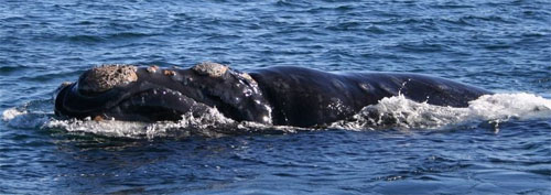 Southern Right Whale