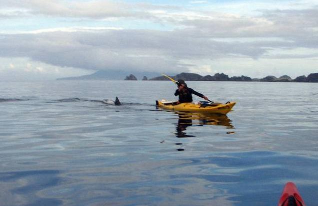 shark sea kayak hoax or not?