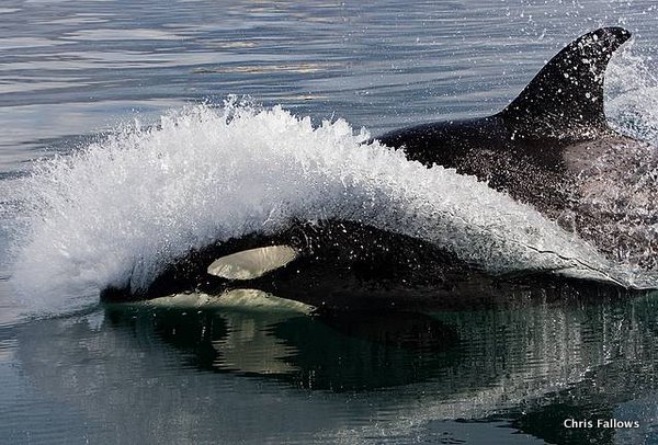 Orca