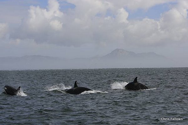 Orcas