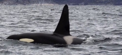 Male Orca