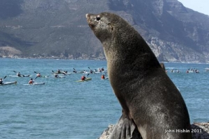 Interested Spectator watches the race head offshore