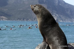 Interested Spectator watches the race head offshore