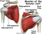 Rotator Cuff Rehab